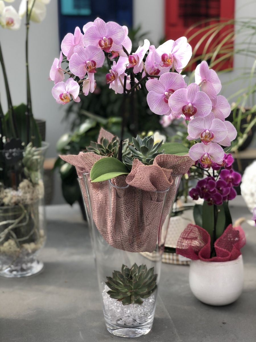Orchidea: fiore del nord Europa - FloralGarden