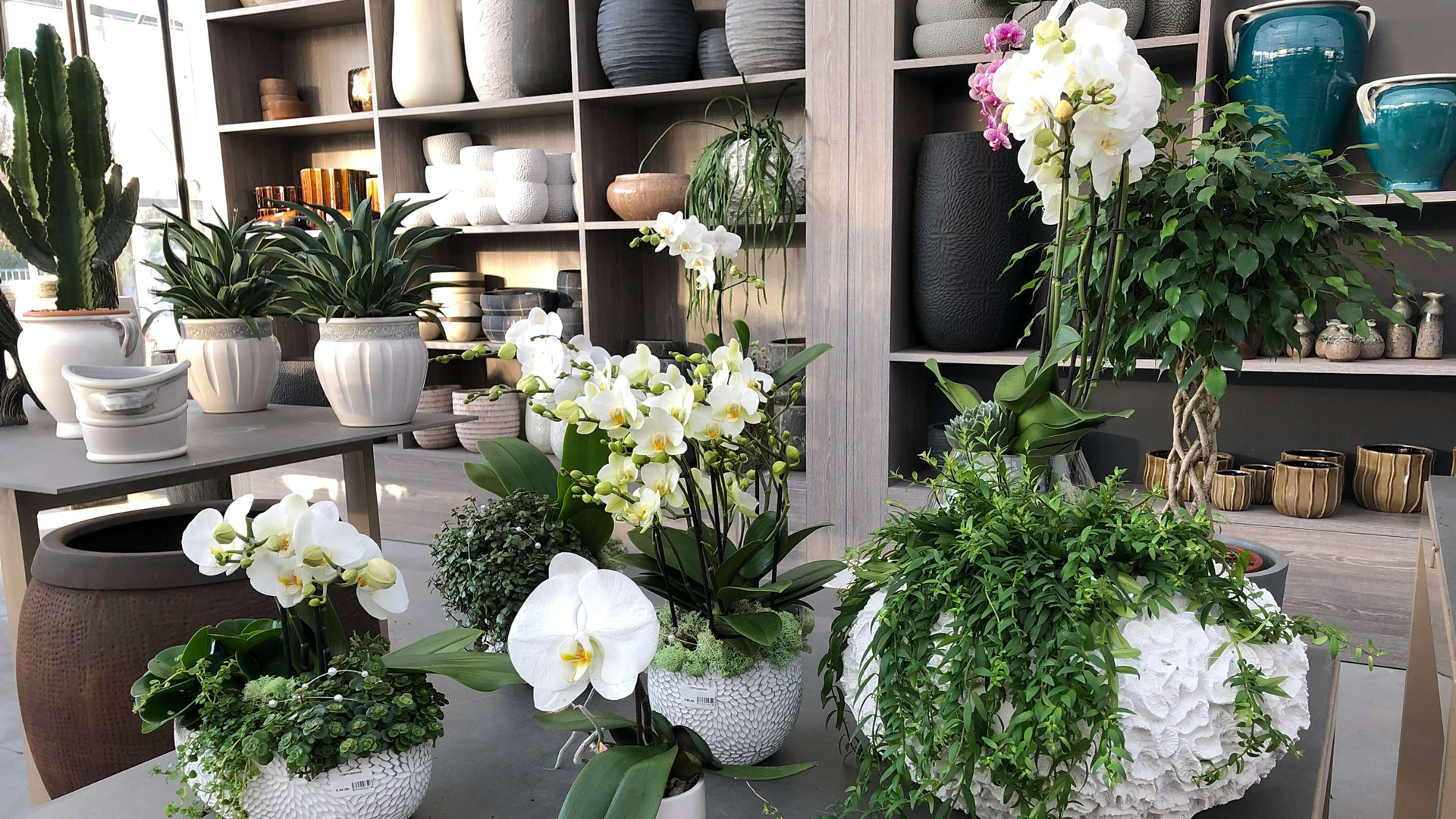 flornova-garden-center-sfondo-home-composizioni flornova-garden-center-sfondo-home-composizioni
