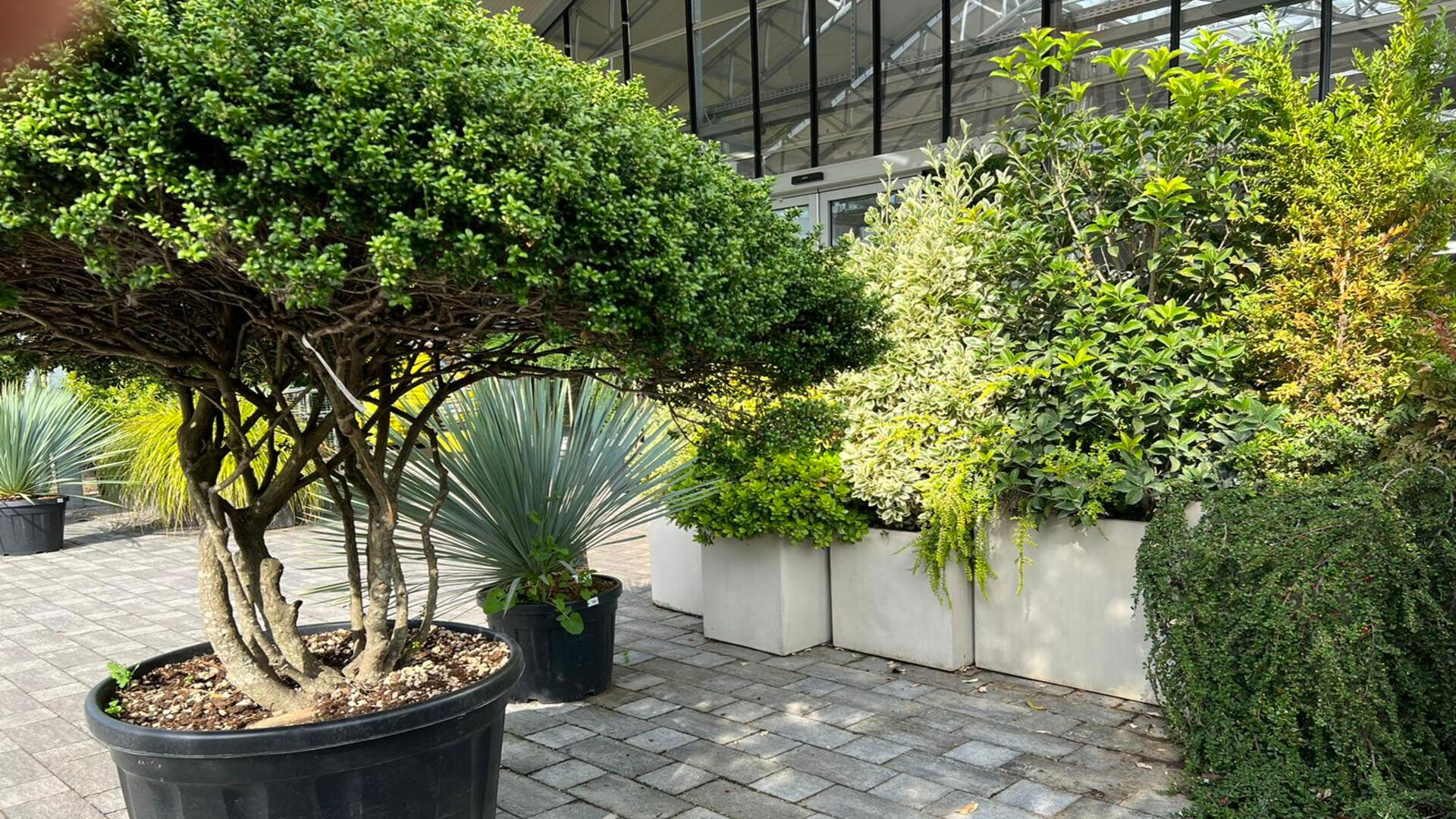 flornova-garden-center-sfondo-home-cura-del-terrazzo flornova-garden-center-sfondo-home-cura-del-terrazzo