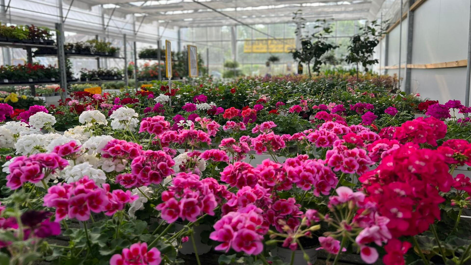 flornova-garden-center-sfondo-home-permanenza-estiva flornova-garden-center-sfondo-home-permanenza-estiva