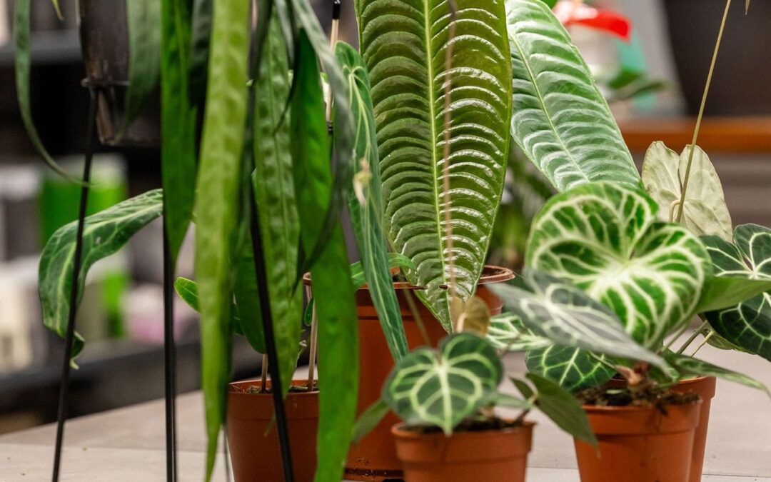 Iscrizione Aste Online Flornova Garden Center